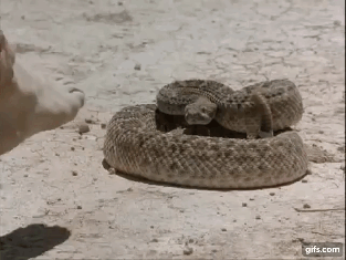 snake-bite-holes
